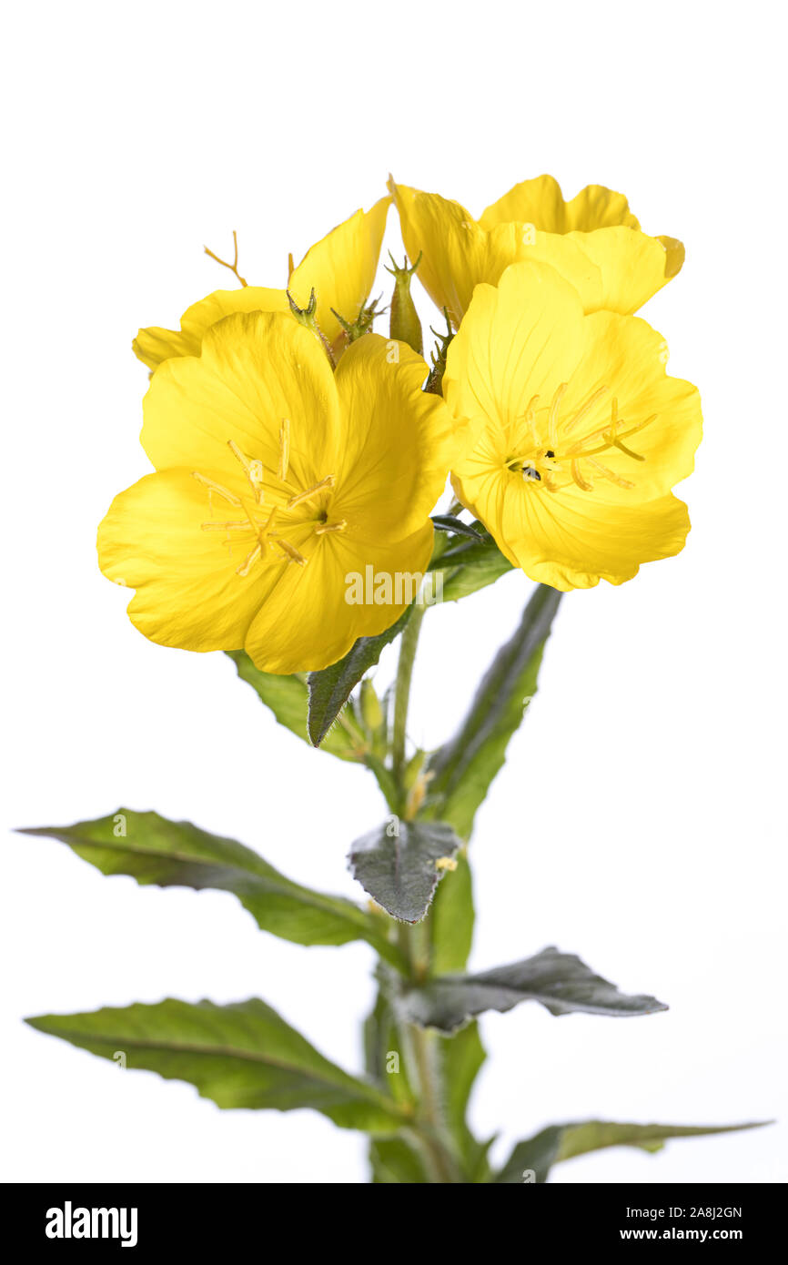 medicinal plant from my garden: oenothera biennis (evening primerose) open flowers isolated on white background Stock Photo