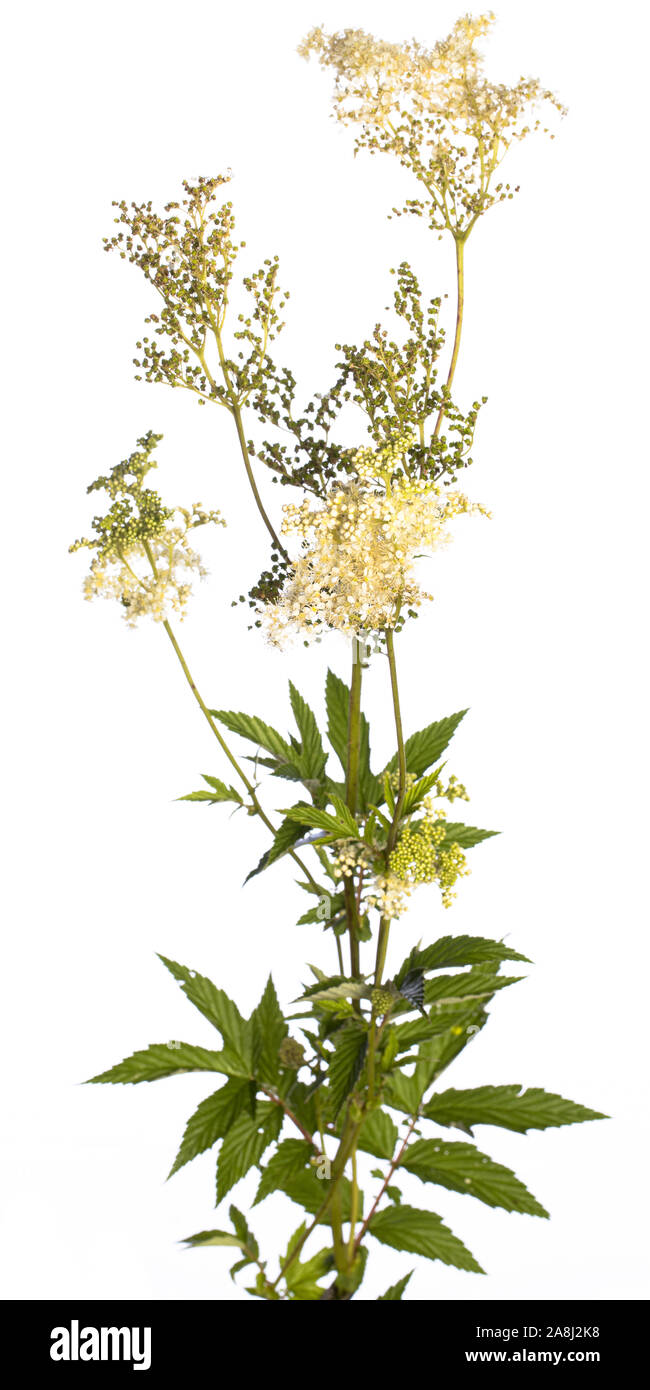 medicinal plant from my garden: Filipendula ulmaria (meadowsweet) flowers and leafs on a branch isolated on white background Stock Photo
