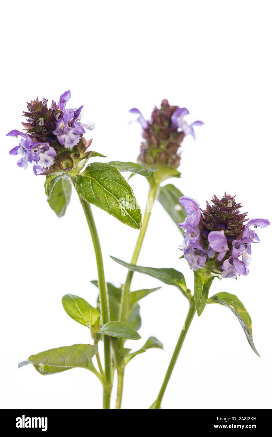 medicinal plant from my garden: Prunella vulgaris ( common self-heal ) flowers and leafs isolated on white background Stock Photo