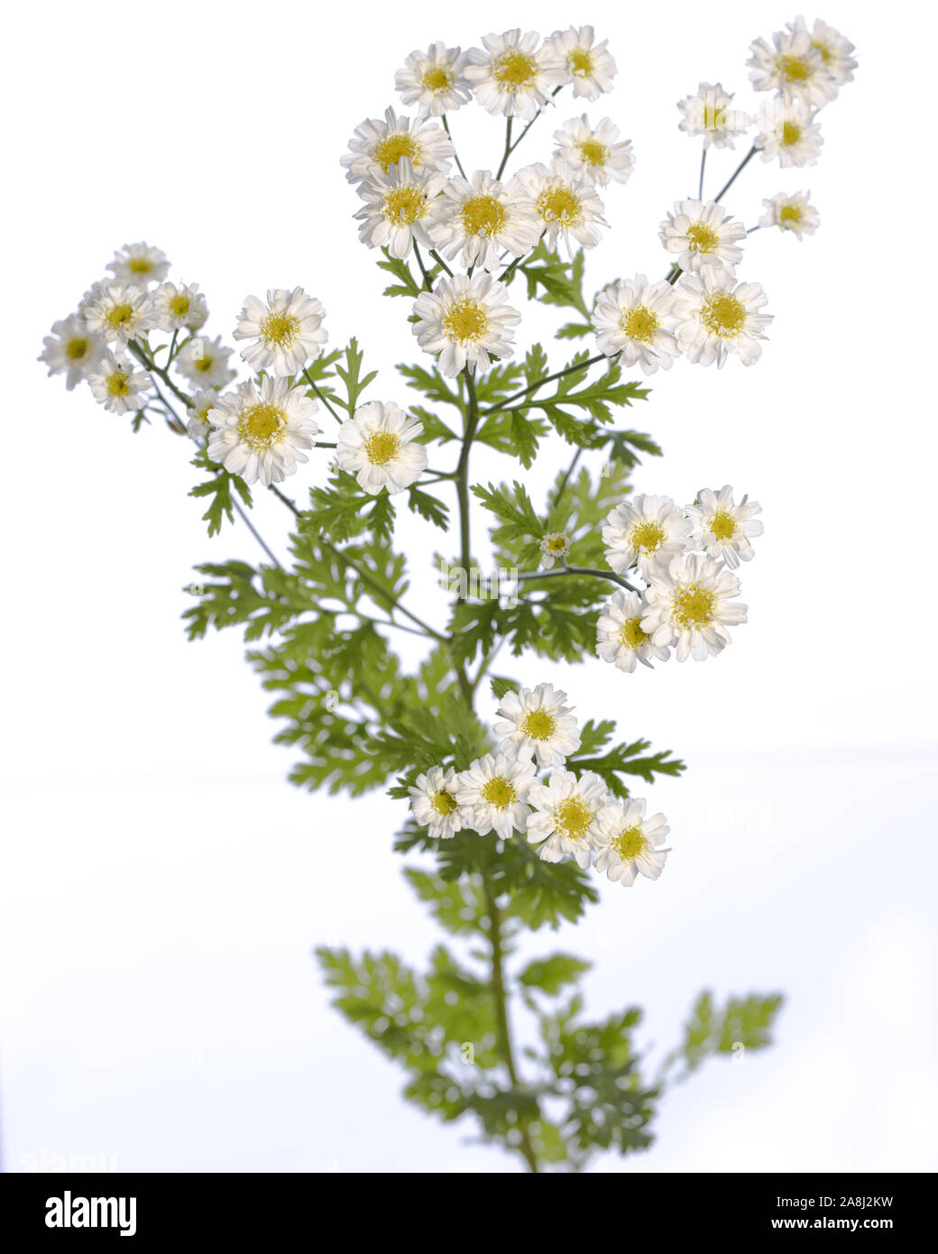 medicinal plant from my garden: Tanacetum parthenium ( feverfew ) flowers and leafs isolated on white background side view Stock Photo
