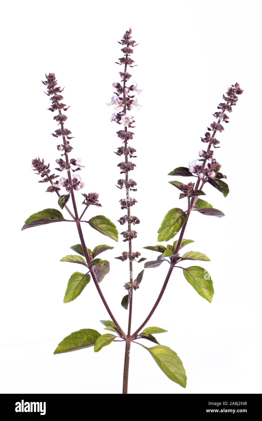 medicinal plant from my garden: African blue basil (Ocimum kilimandscharicum × basilicum 'Dark Opal') flower, stem and leafs isolated on white backgro Stock Photo