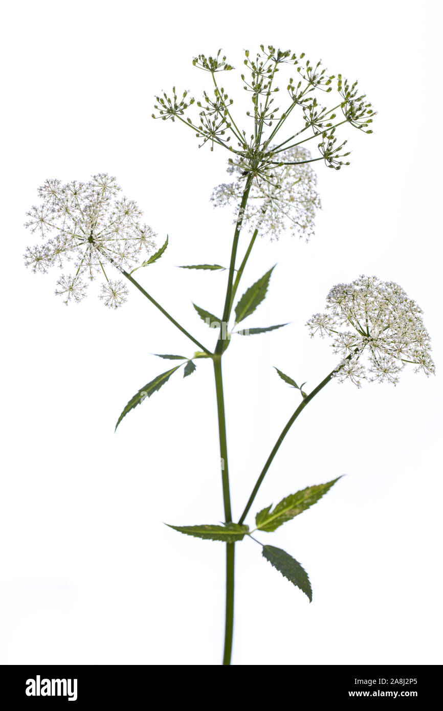 medicinal plant from my garden: Aegopodium podagraria ( ground elder ) side view of stem, flowers and leafs isolated on white background Stock Photo