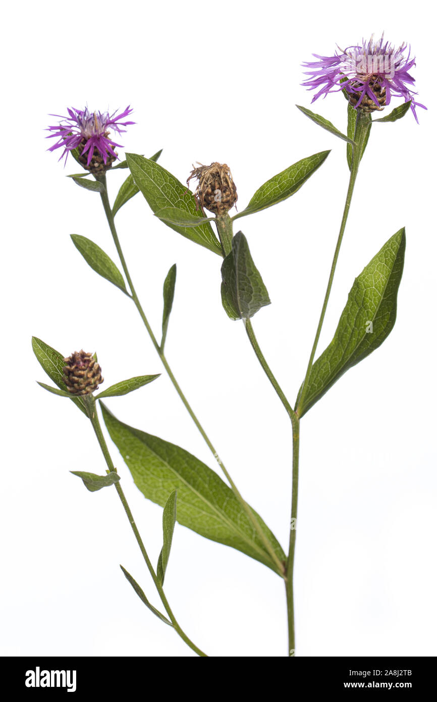 plants from my garden: Centaurea jacea ( brown knapweed ) purple flowers and green leafs on a branch isolated on white background Stock Photo