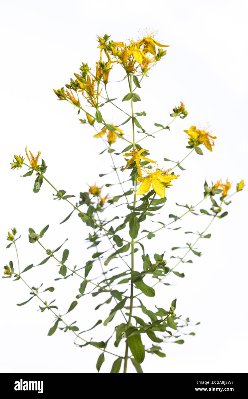 medicinal plant from my garden: Hypericum perforatum ( perforate St John's-wort ) yellow flowers and green leafs isolated on white background side vie Stock Photo