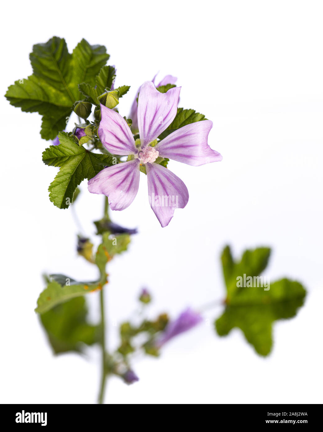 medicinal plant from my garden: Malva sylvestris ( common mallow ) stem, flowers and leafs isolated on white background Stock Photo