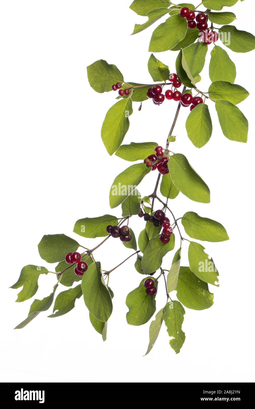 plants from my garden: Lonicera xylosteum (   fly honeysuckle ) red berries and green leafs on a branch isolated on white background Stock Photo