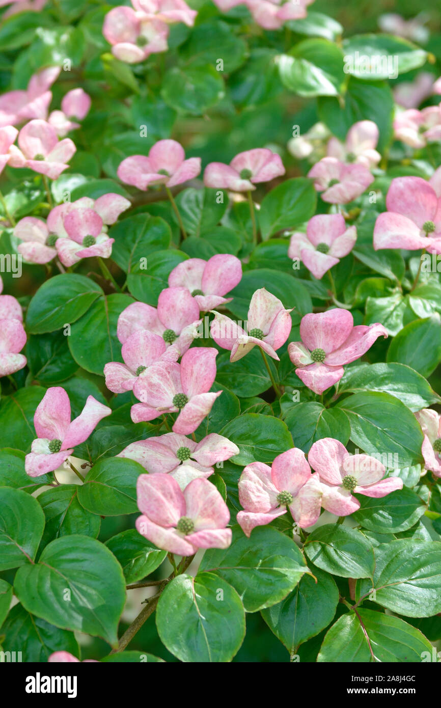 Chinesischer Blumen-Hartriegel (Cornus kousa 'Satomi'), Stock Photo