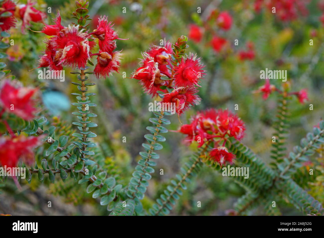 of a Verticordia Etheliana feather flower in Australia Stock Photo - Alamy