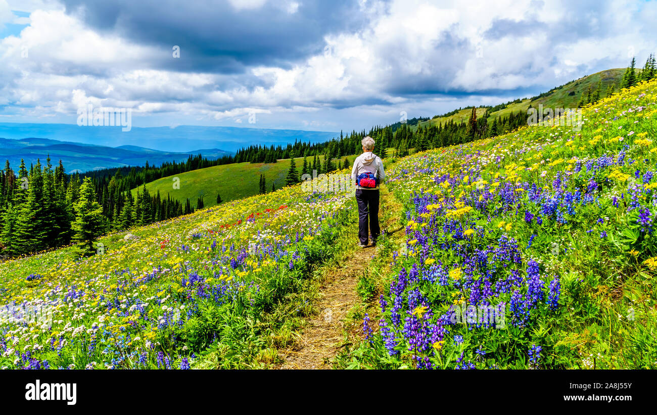 Hiking through the alpine meadows filled with abundant wildflowers. On Tod Mountain at the alpine village of Sun Peaks in the Shuswap Highlands of BC Stock Photo