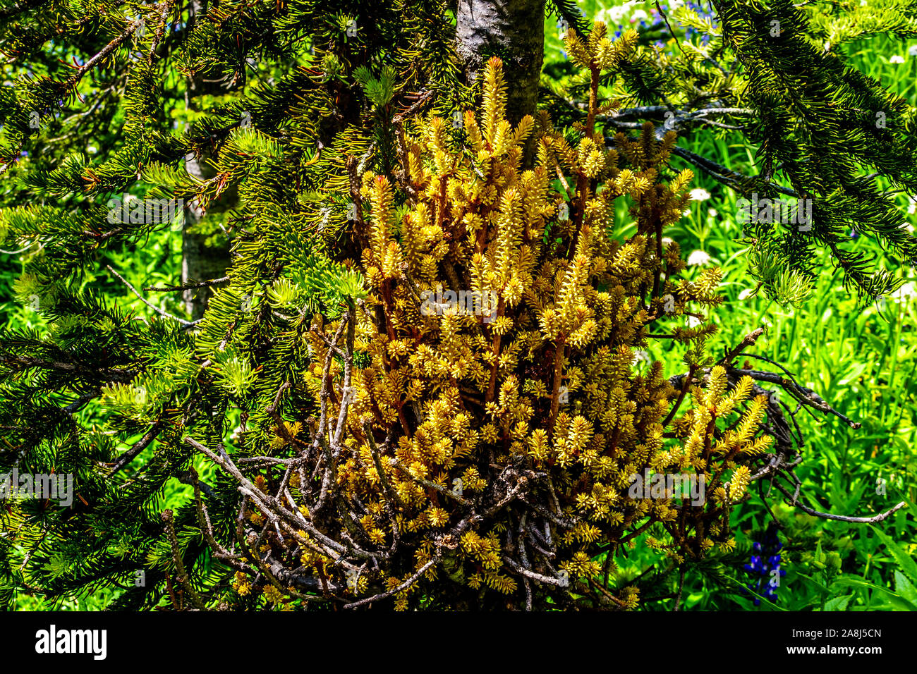 Witches' Broom growing on some of the trees in the alpine meadows and woods in the region of Tod Mountain in Sun Peaks in British Columbia, Canada Stock Photo