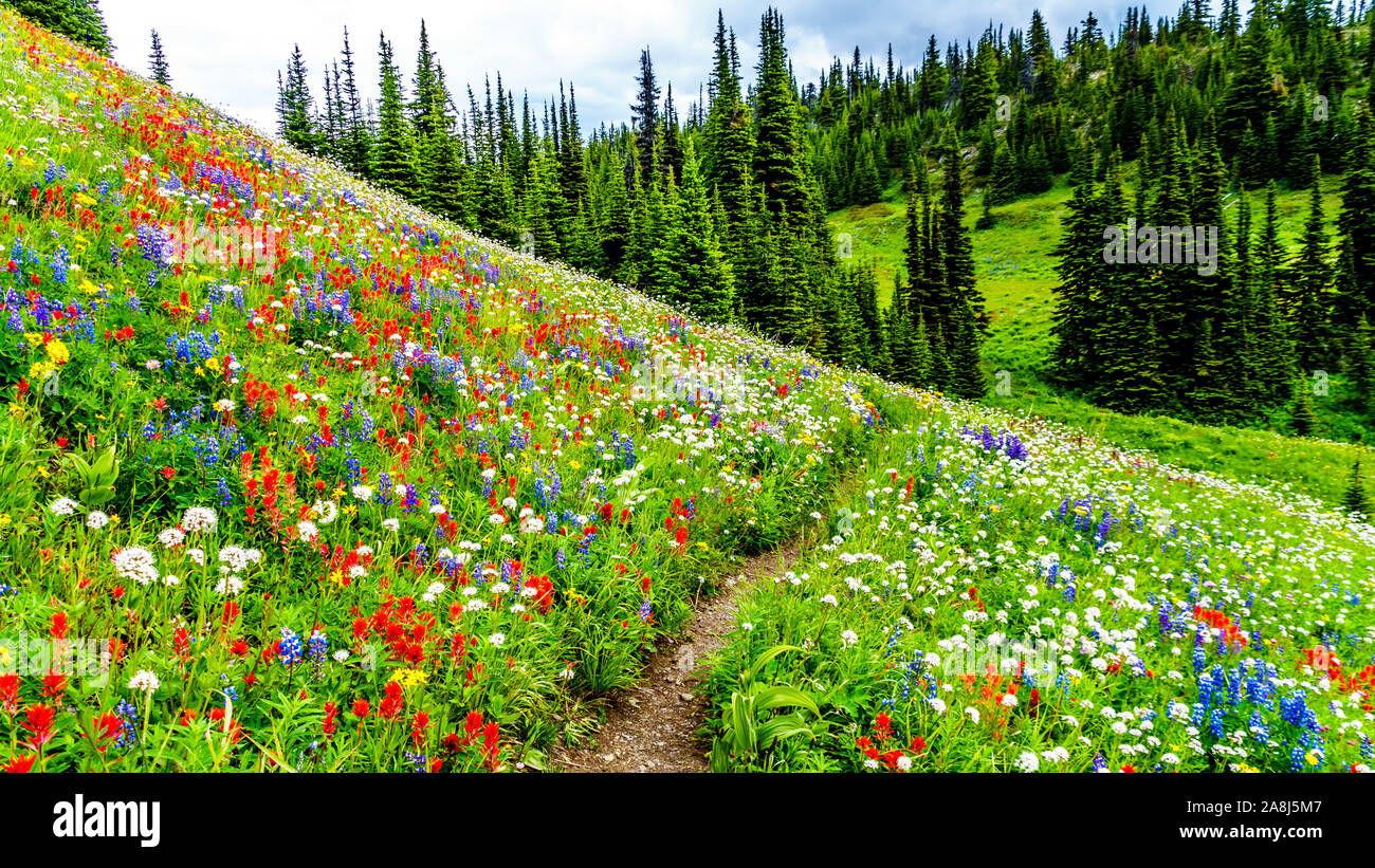 Hiking through the alpine meadows filled with abundant