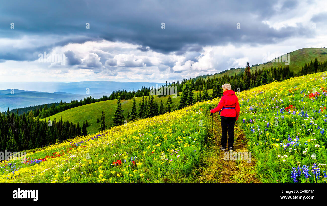 Hiking through the alpine meadows filled with abundant wildflowers. On Tod Mountain at the alpine village of Sun Peaks in the Shuswap Highlands of BC Stock Photo
