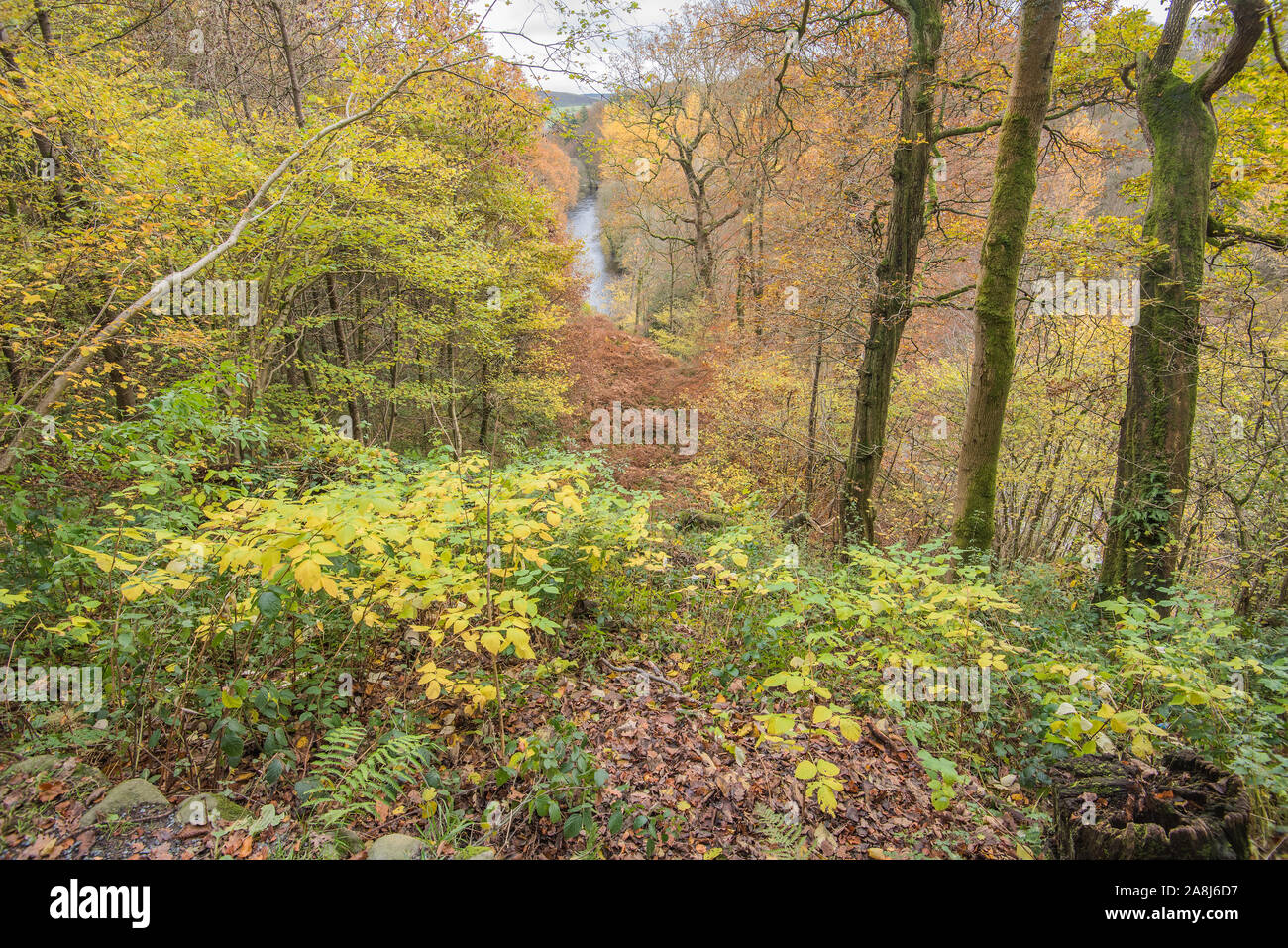 Bolton Abbey Stock Photo