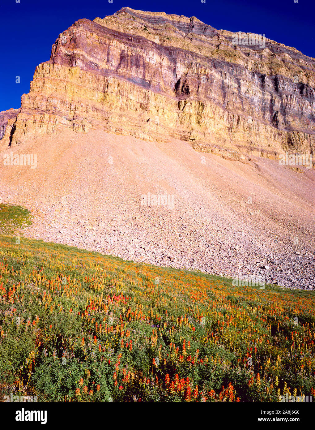 Indian paintbrush and Mount TImpanogos, Utah Mt. Timpanogos Wilderness Stock Photo
