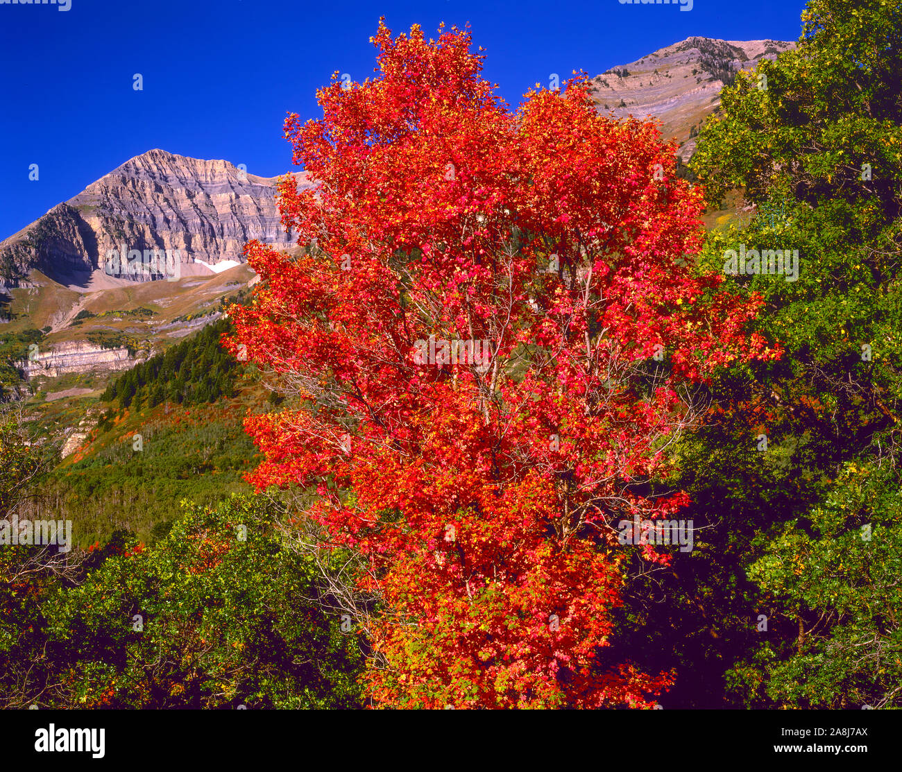 Maples and Mt. Timpanogos, Unita National Forest, Utah Wasatch Mountains, Mt. TImpanogos Wilderness Stock Photo