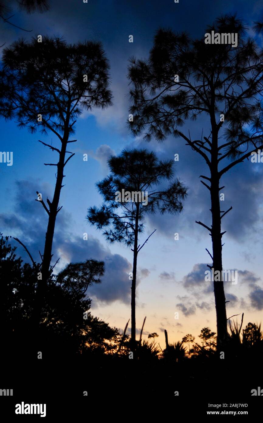 Slash pine tree forests and palmetto scrub at sunset in the National