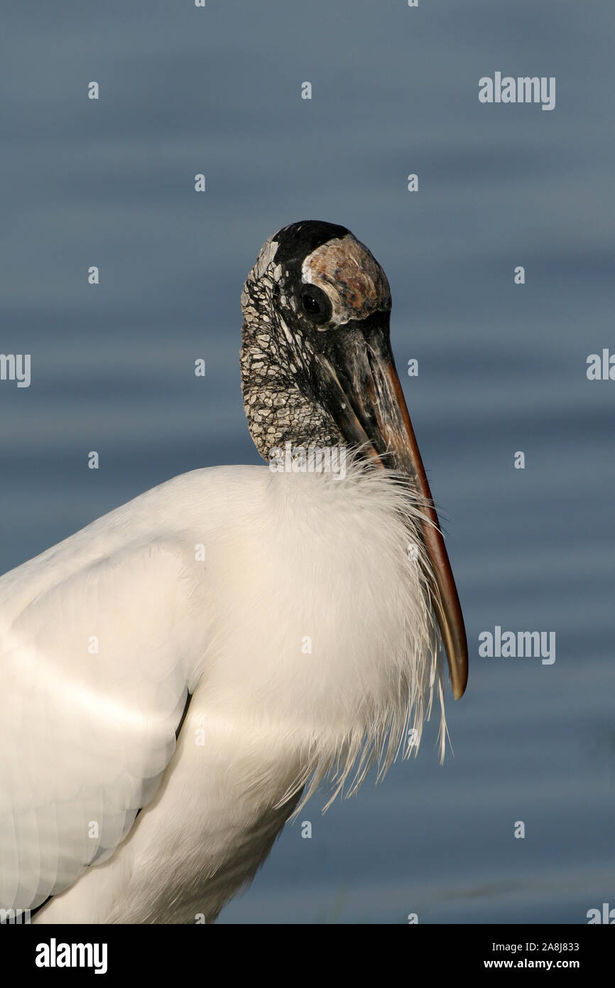 Wood Stork - Mycteria americana - wading in shallow water in Fort De Soto Park, Florida. Stock Photo
