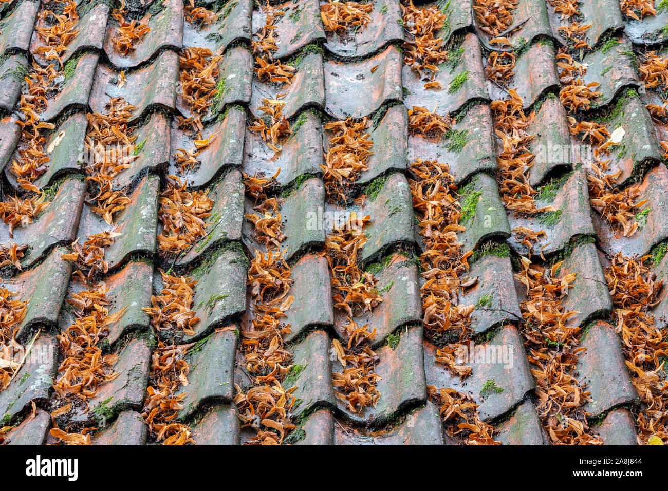 Old farmhouse with roof tiles covered by fallen leaves Stock Photo - Alamy