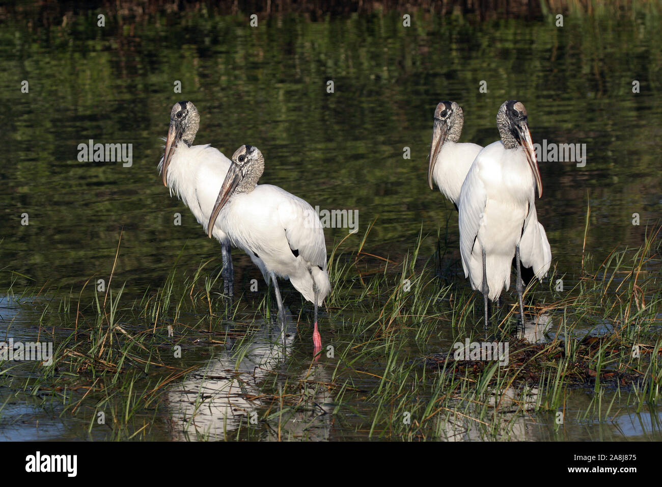 Wood Storks - Mycteria americana - wading in shallow water in Fort De Soto Park, Florida. Stock Photo