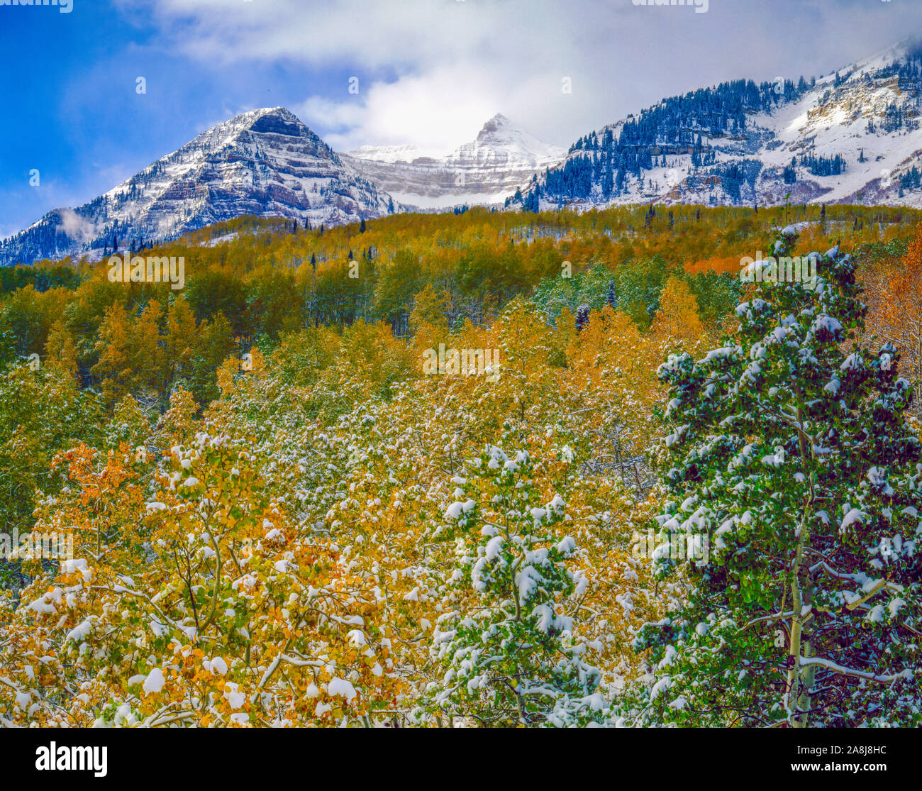 Snow and fall aspen on the Alpine Loop. Mt.Timpanogos, Utah  Wastach Mountains, UIntah National Forest Stock Photo