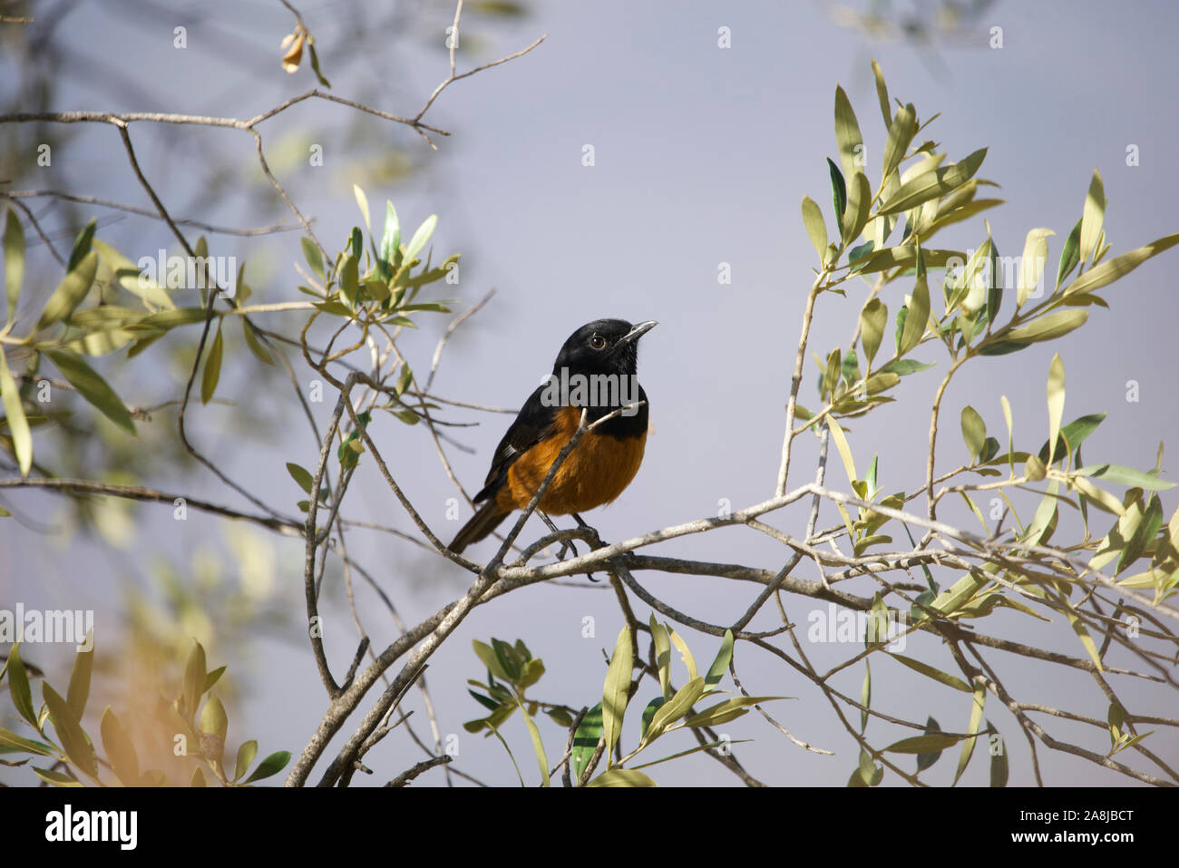 White- Winged Cliff chat/ endemic to Ethiopia Stock Photo