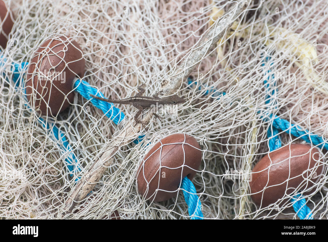 Lizard Net Small lizard lying on a fishing net in Guadeloupe Stock Photo - Alamy