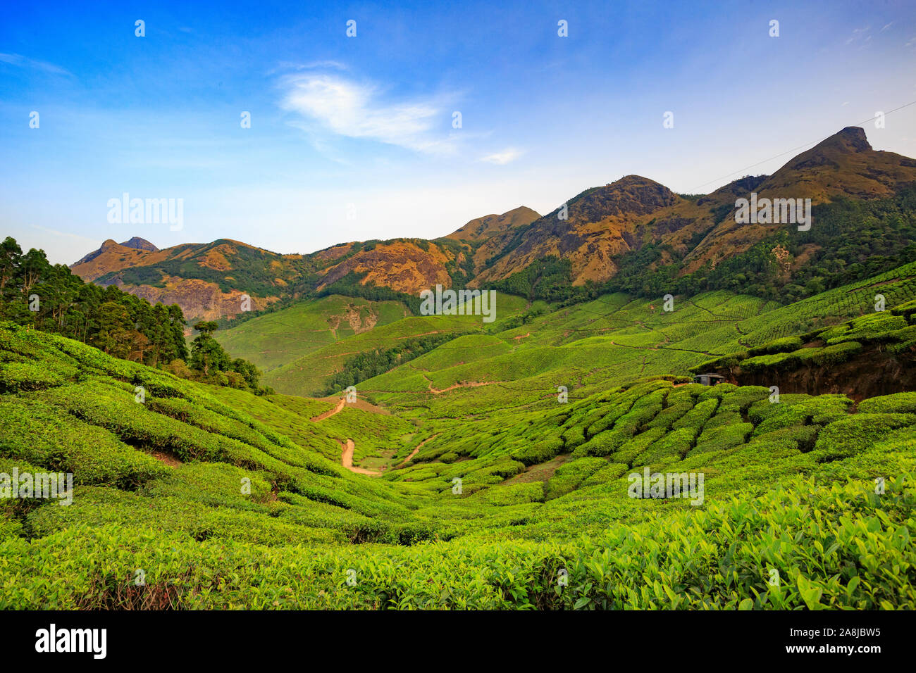 View from Kolukkumalai Tea Estate (World's Highest Tea Estate