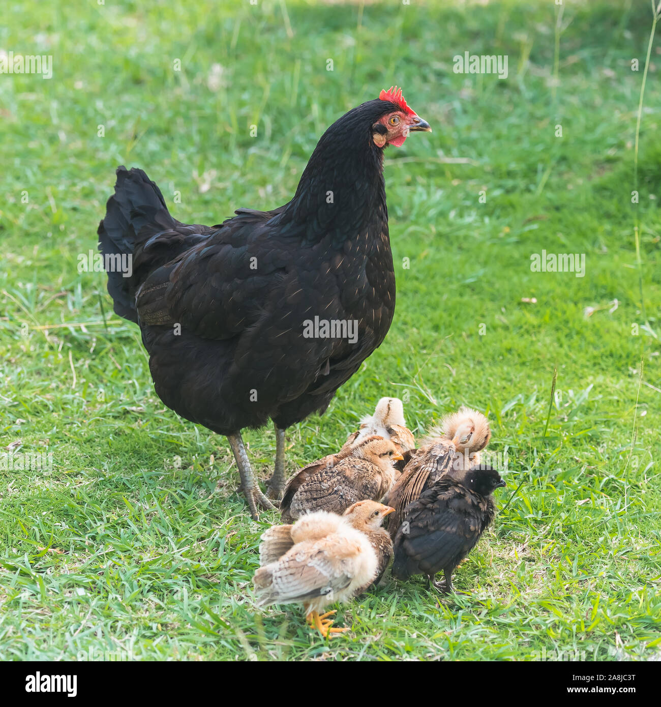 Yellow Chick Funny Baby Animal Stock Photo 332318892 Alamy