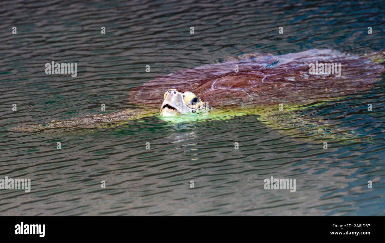 Dry tortugas national park turtles hi-res stock photography and images ...