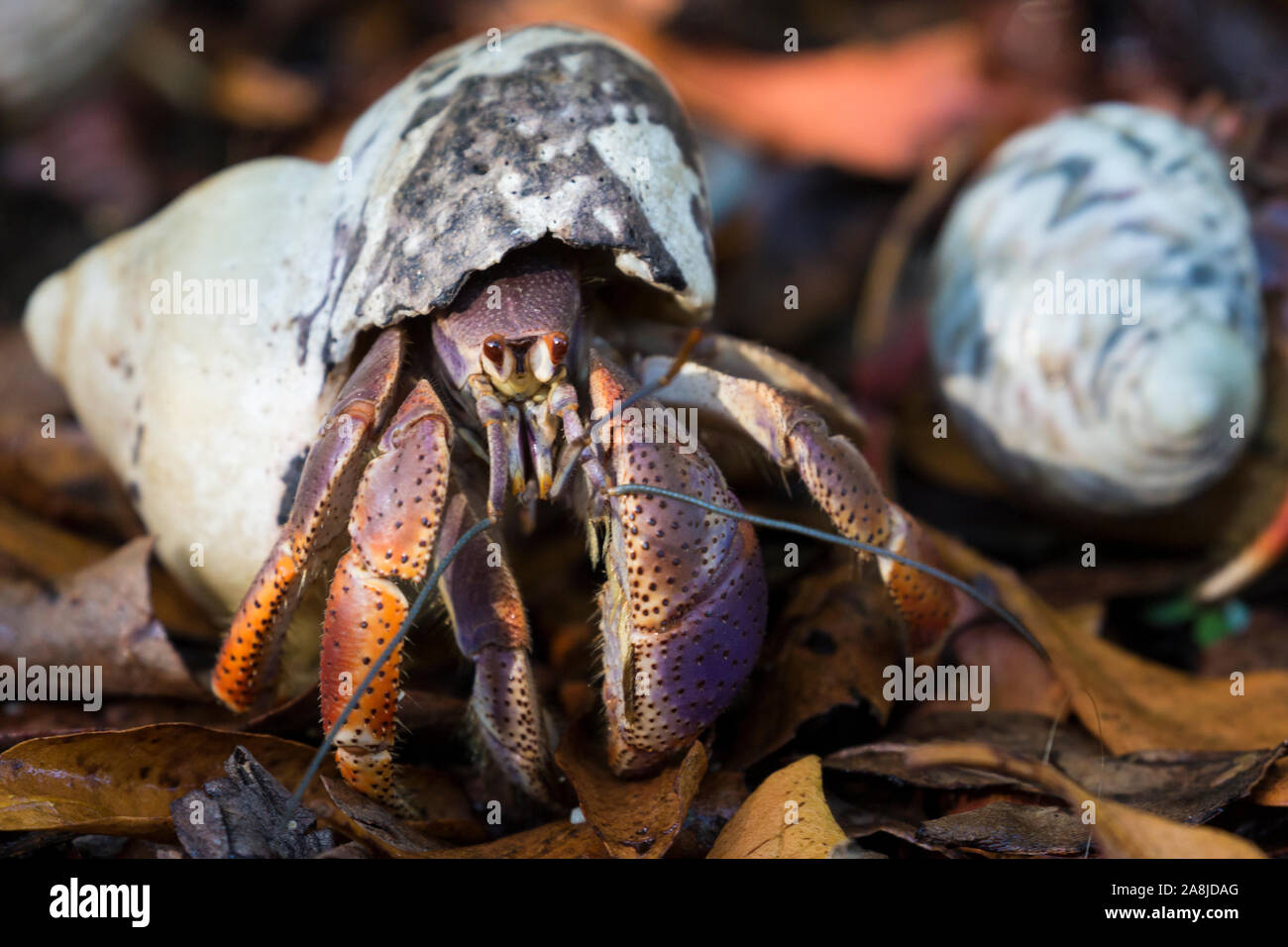 A wild hermit crab near Fort Jefferson in Dry Tortugas National Park (Florida Stock Photo Alamy