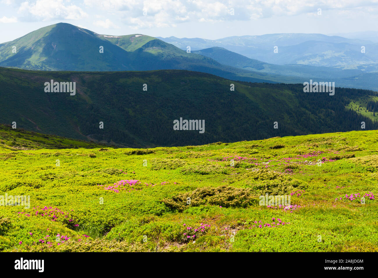 Beautiful contrasty landscape of the Carpathian mountains with blooming flowers from mountain Hoverla Stock Photo