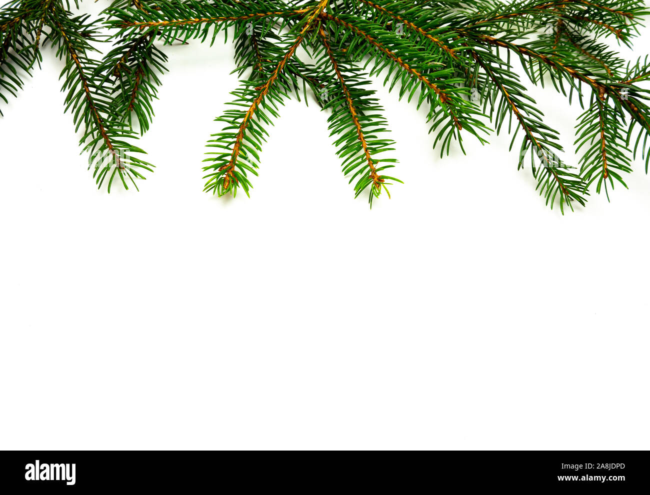Border fir branches isolated on white background above Stock Photo