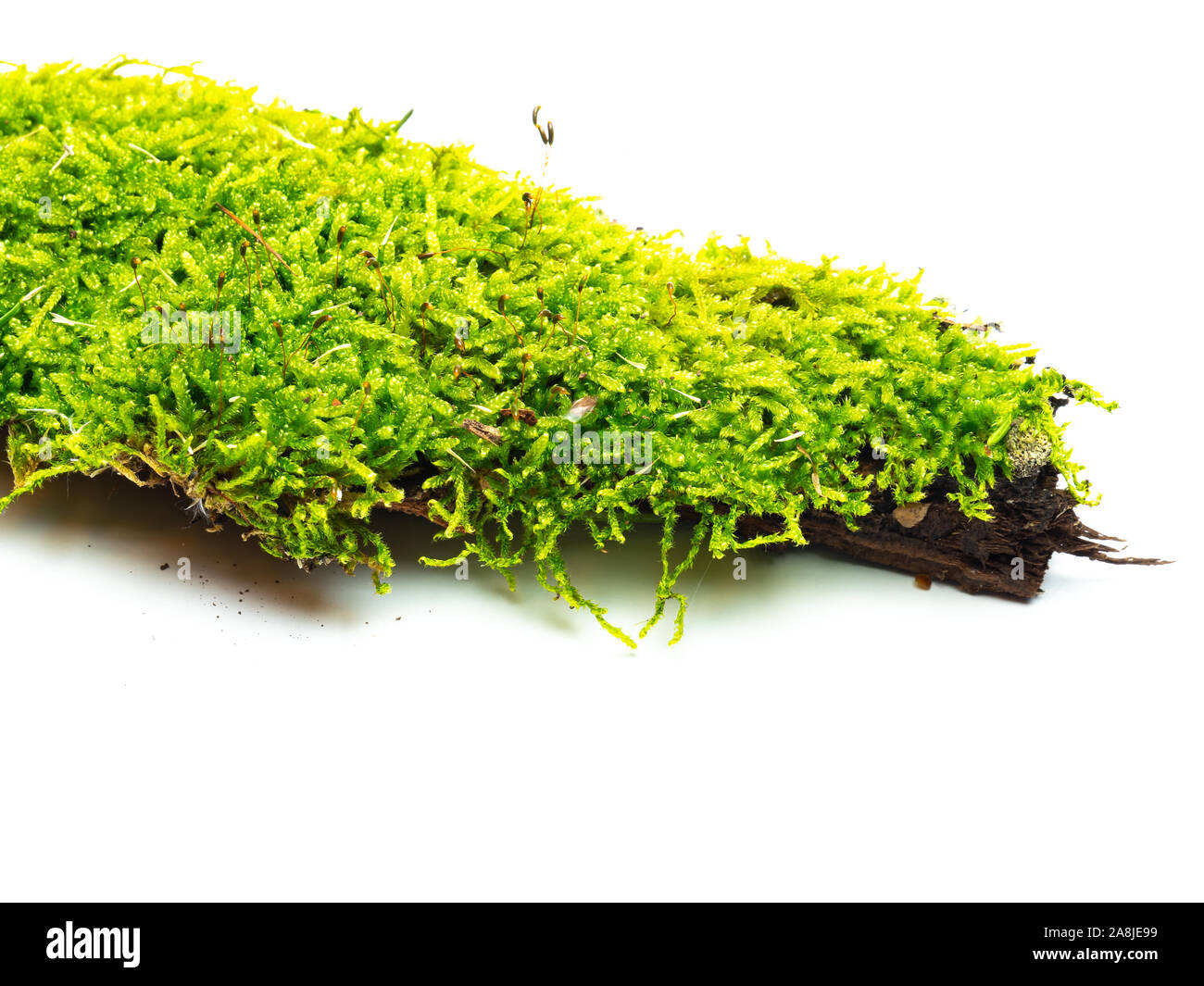 Green moss isolated on white background Stock Photo