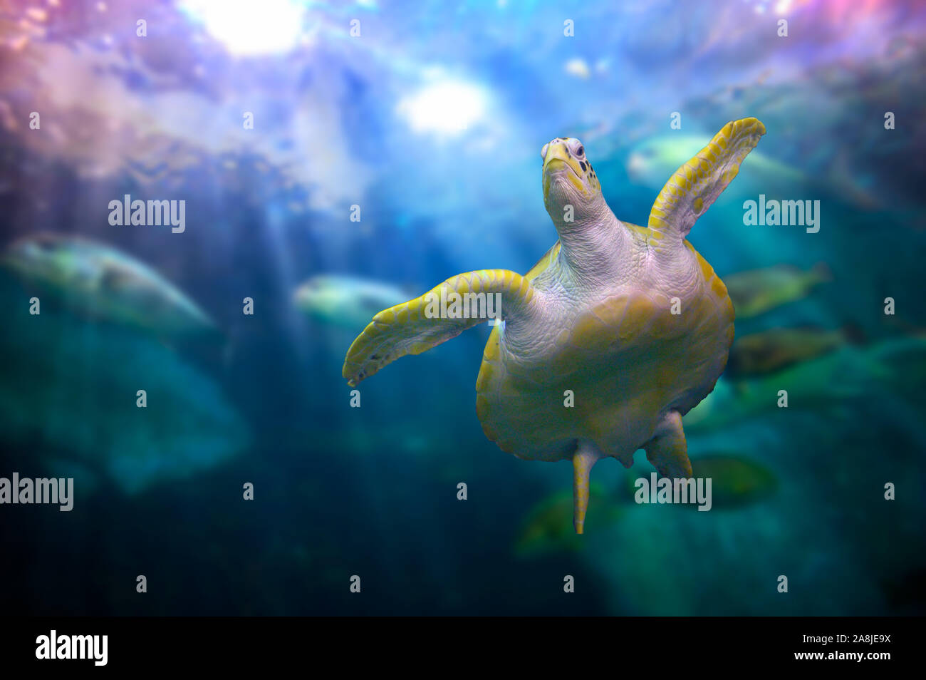 Sea turtle Swimming in coral under the sea Stock Photo
