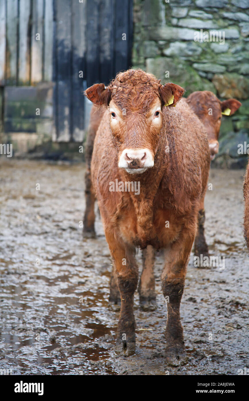 Cow standing in a farmyard in wet weather in Snowdonia, Wales, UK Stock Photo