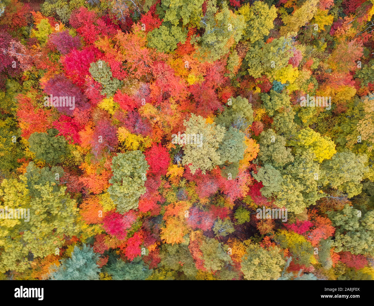 Aerial Drone view of overhead colorful fall / autumn leaf foliage near Asheville, North Carolina.Vibrant red, yellow, teal, orange colors Stock Photo