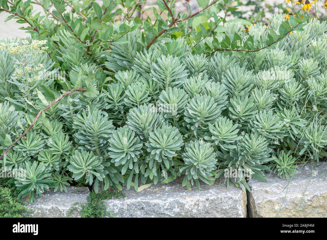 Mittelmeer Wolfsmilch Euphorbia Characias Silver Swan Stock Photo Alamy