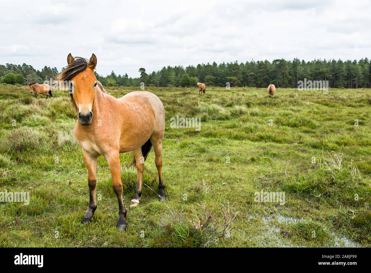 New Forest ponies in the countryside in Hampshire, UK Stock Photo