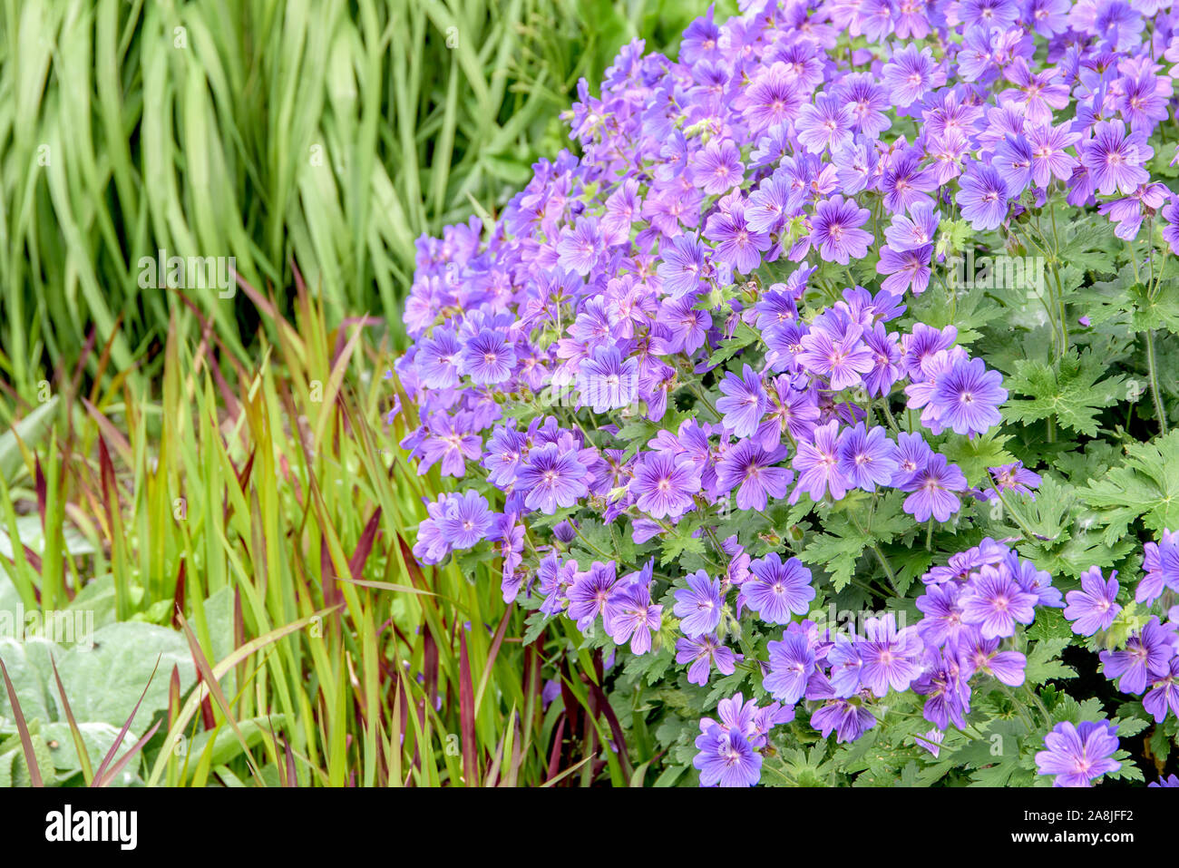 Storchschnabel (Geranium × magnificum 'Rosemoor') Stock Photo