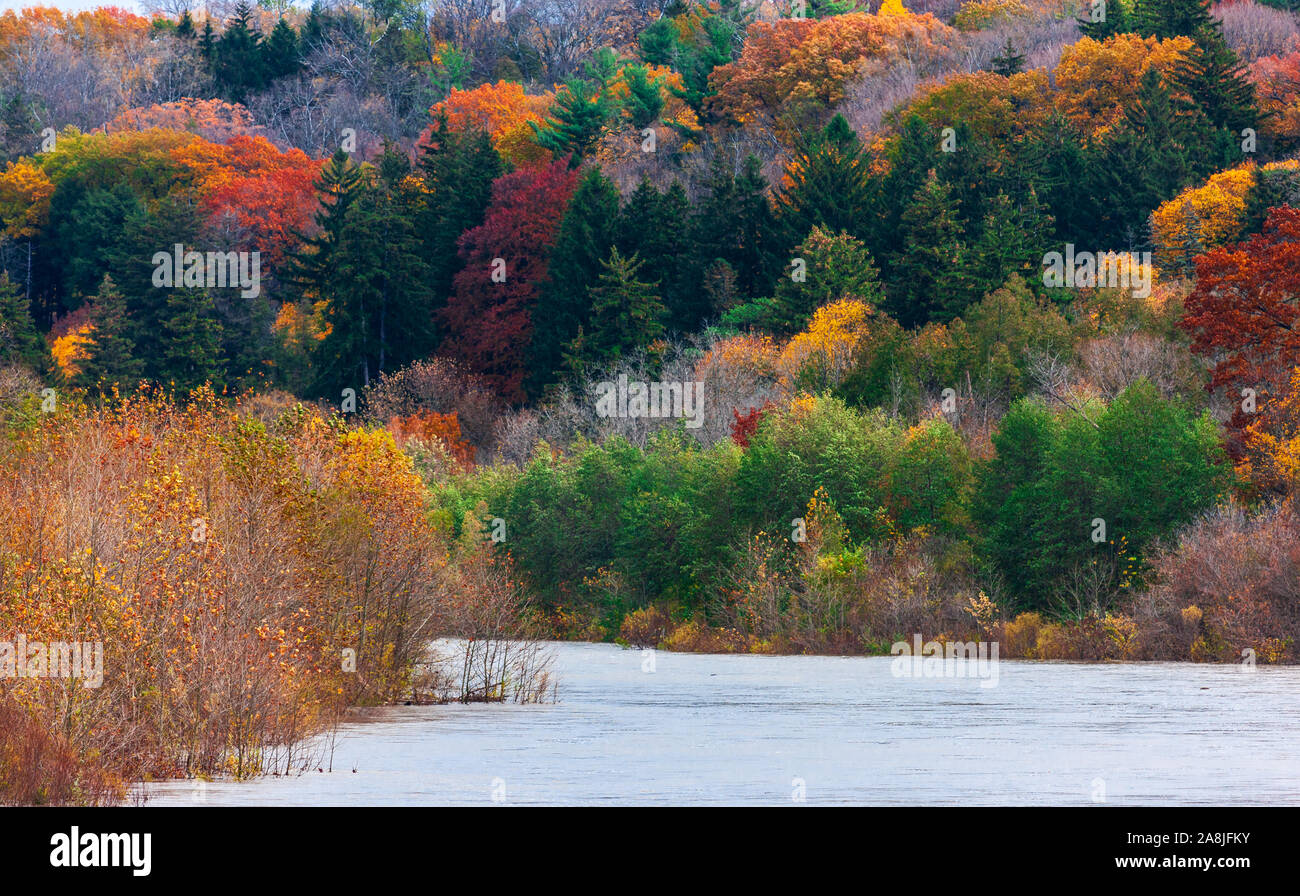 Tree in the change of seasons from summer to autumn hi-res stock ...