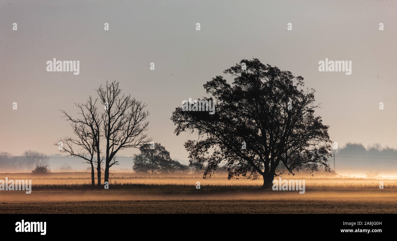 Horizontal photos of a rural landscape showing early morning mist, a treeline in the distance and singular trees in the foreground. Stock Photo