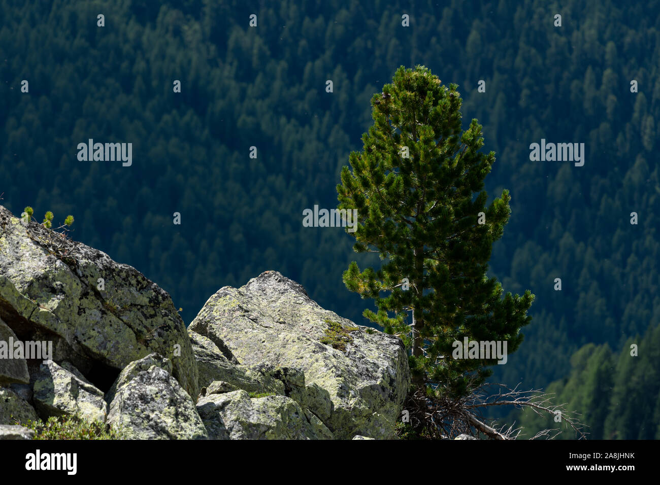 Stone pine (Pinus cembra) growing near a rock on a sunny day in summer (South Tyrol, Italy) Stock Photo