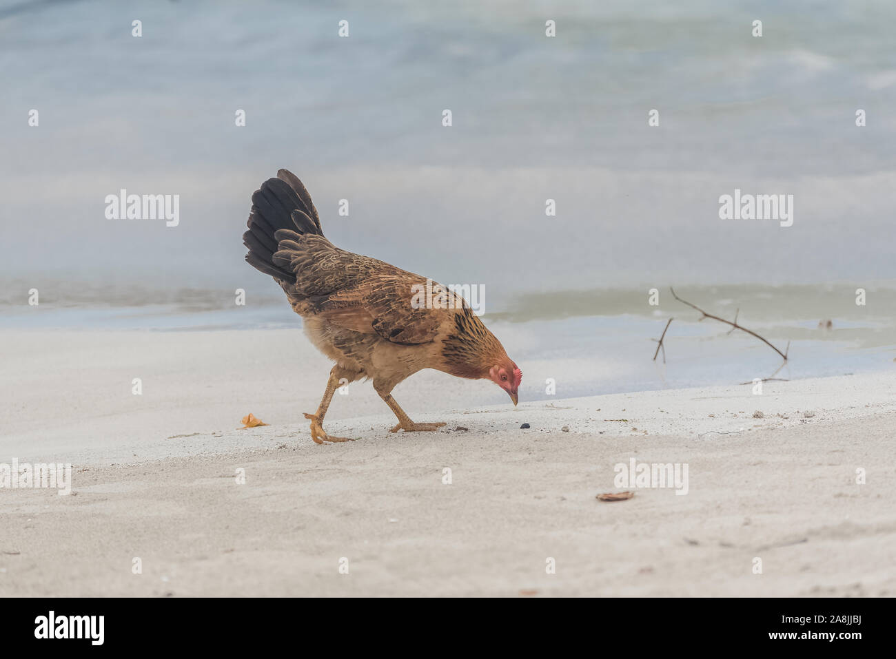 chicken hen walking on sandy beach Stock Photo Alamy