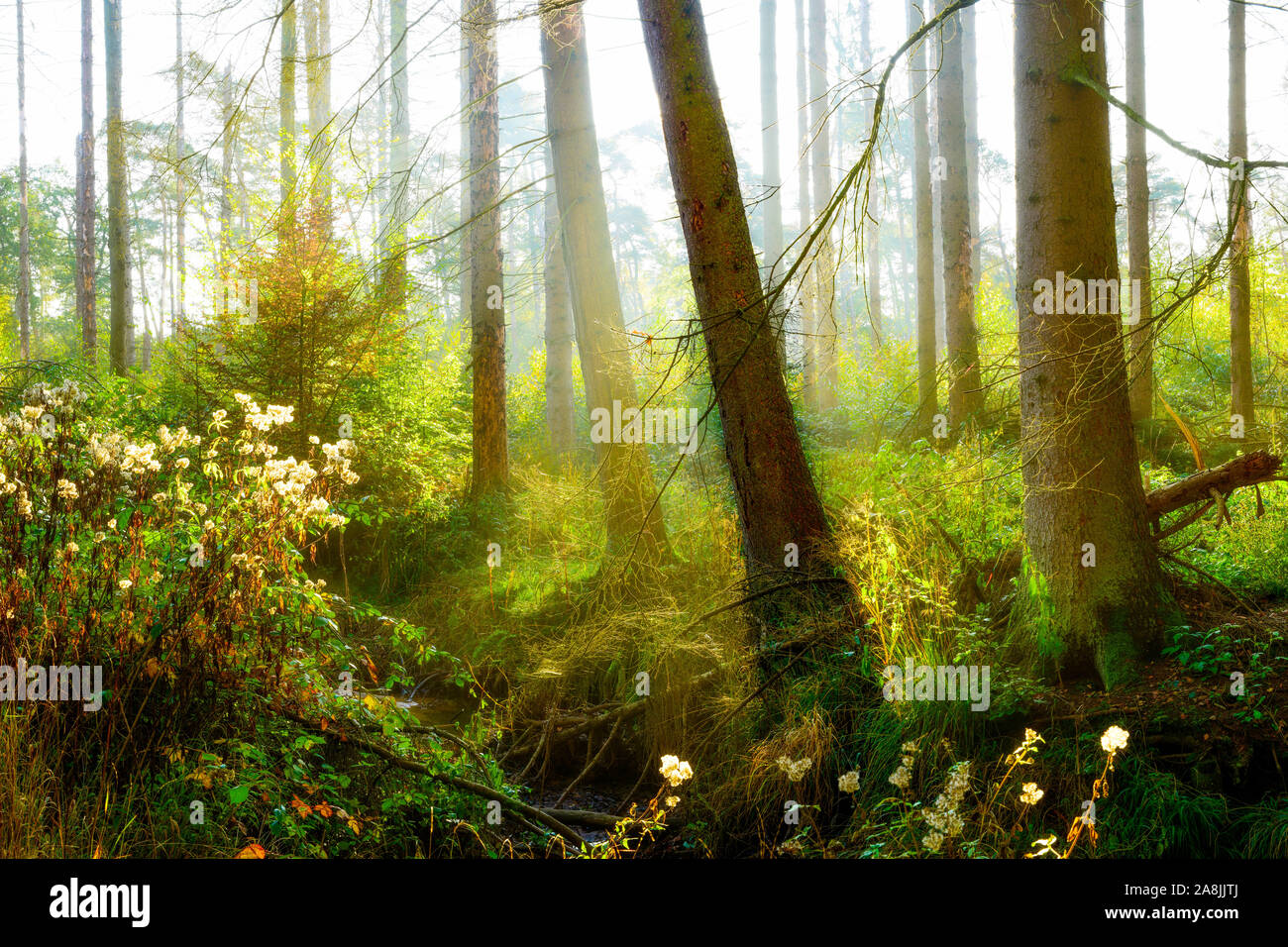 Autumn forest with spruce trees and bright sunlight in the fog Stock Photo