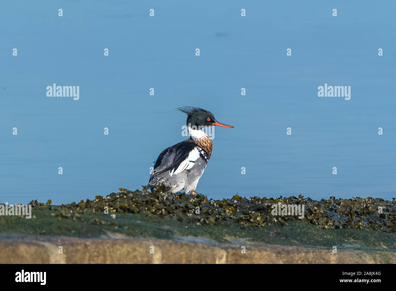 Close up view of beautiful Red-breasted Merganser Stock Photo