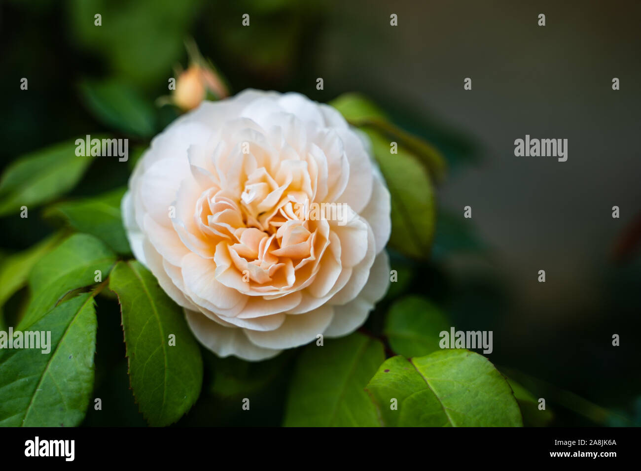 Stock photo of a rose in bloom with a blurred background Stock Photo ...