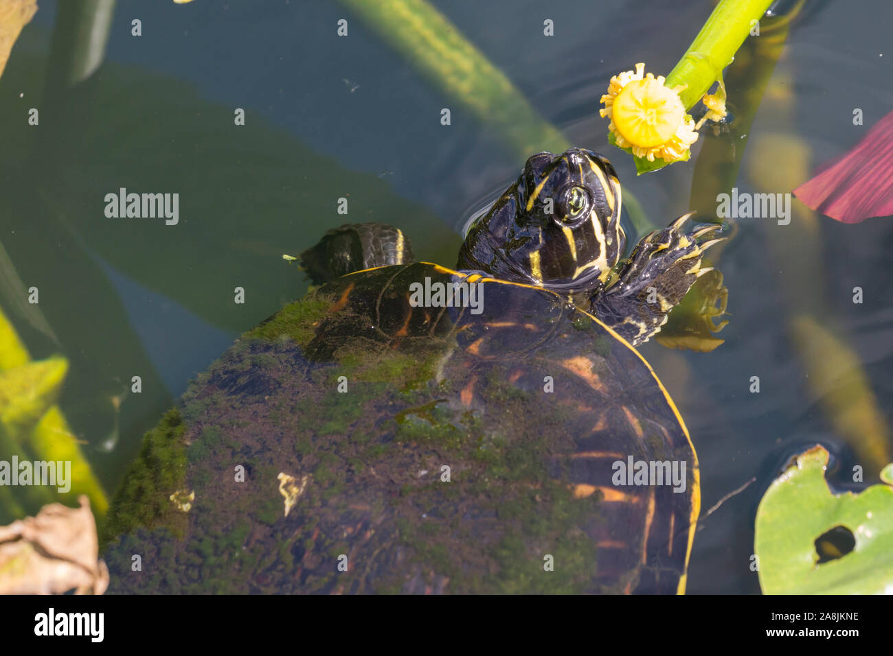 A wild redbellied cooter turtle eating a plant in Everglades National Park (Florida). Stock Photo