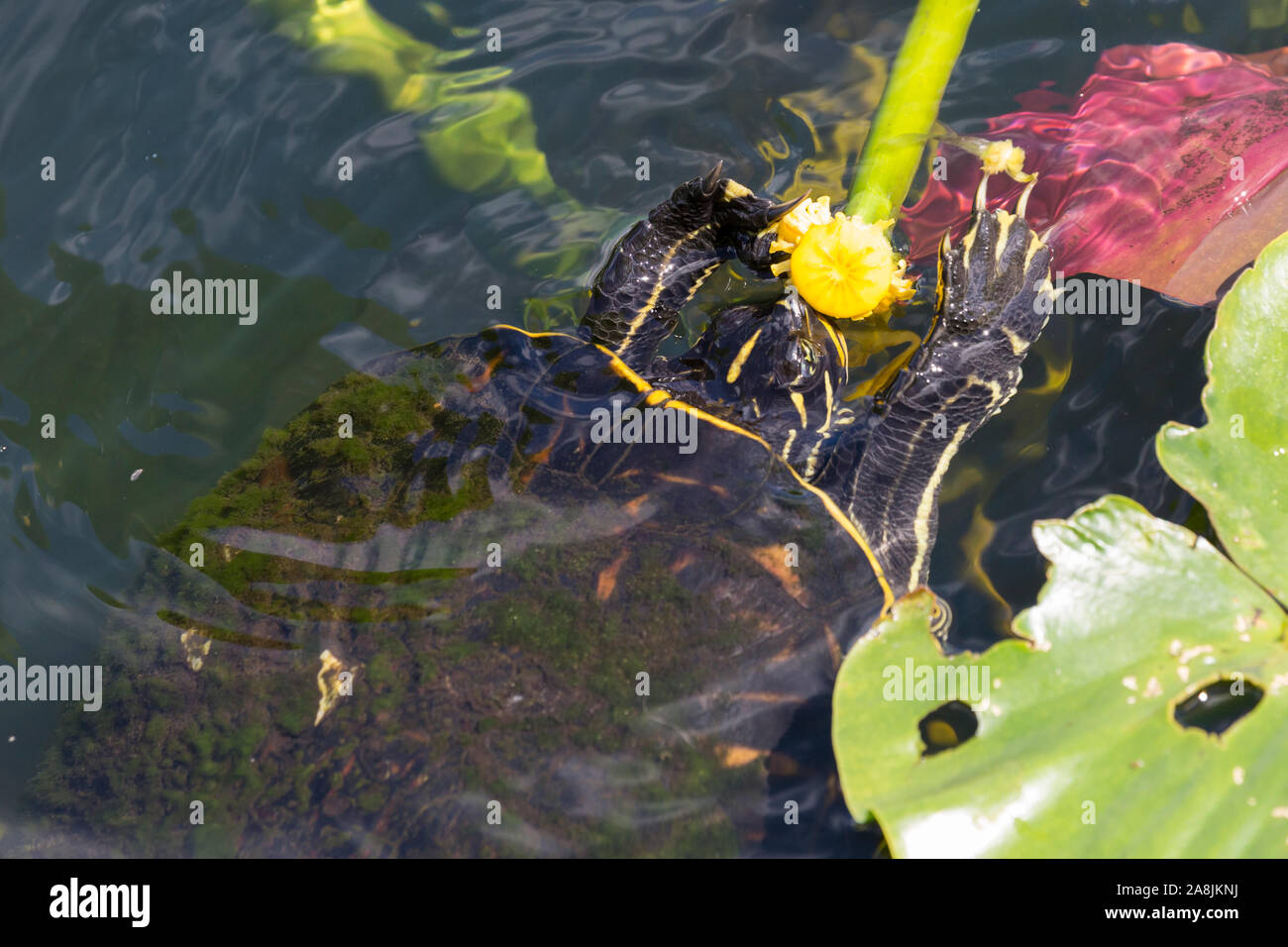 A wild redbellied cooter turtle eating a plant in Everglades National Park (Florida). Stock Photo