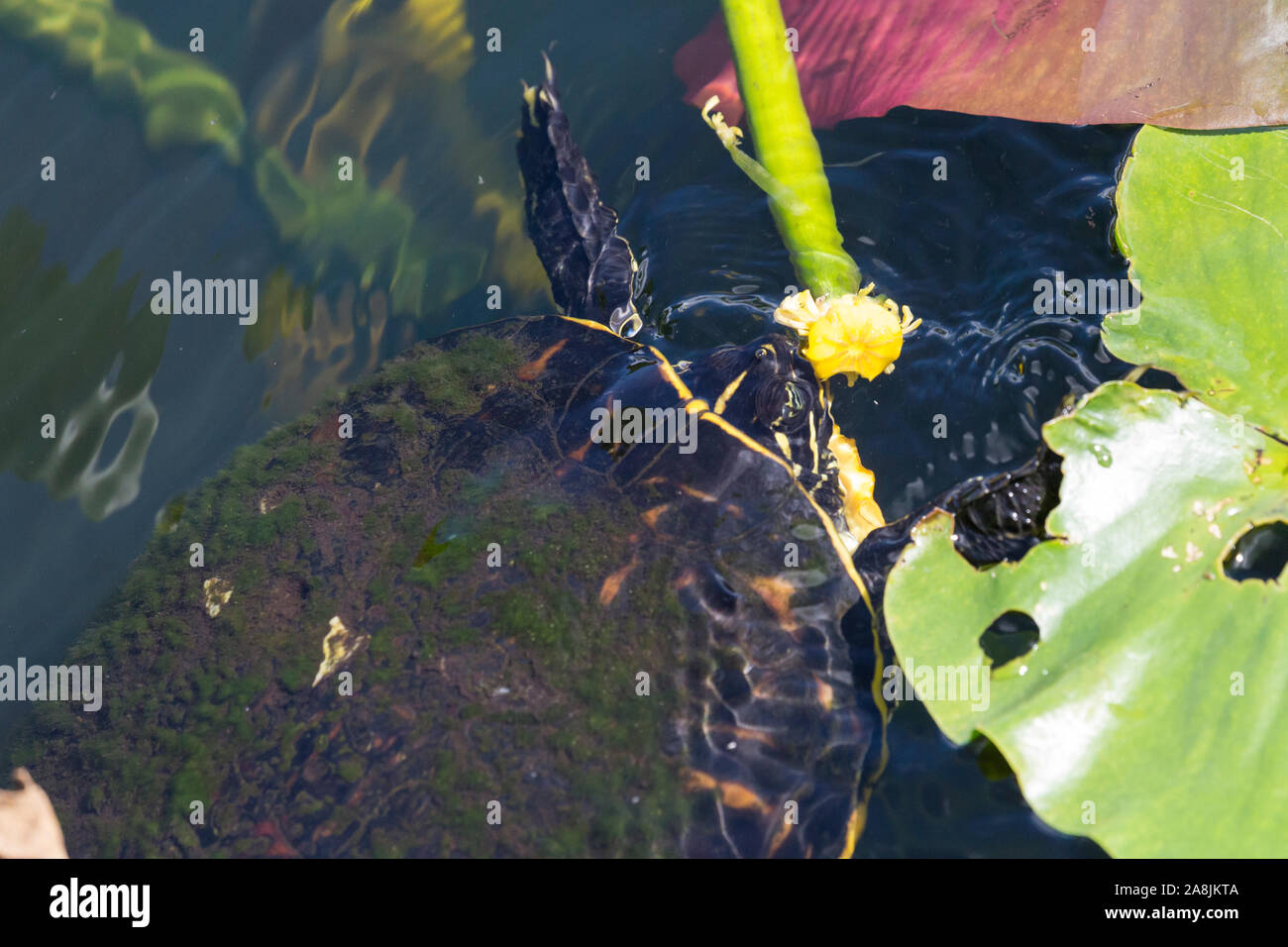 A wild redbellied cooter turtle eating a plant in Everglades National Park (Florida). Stock Photo