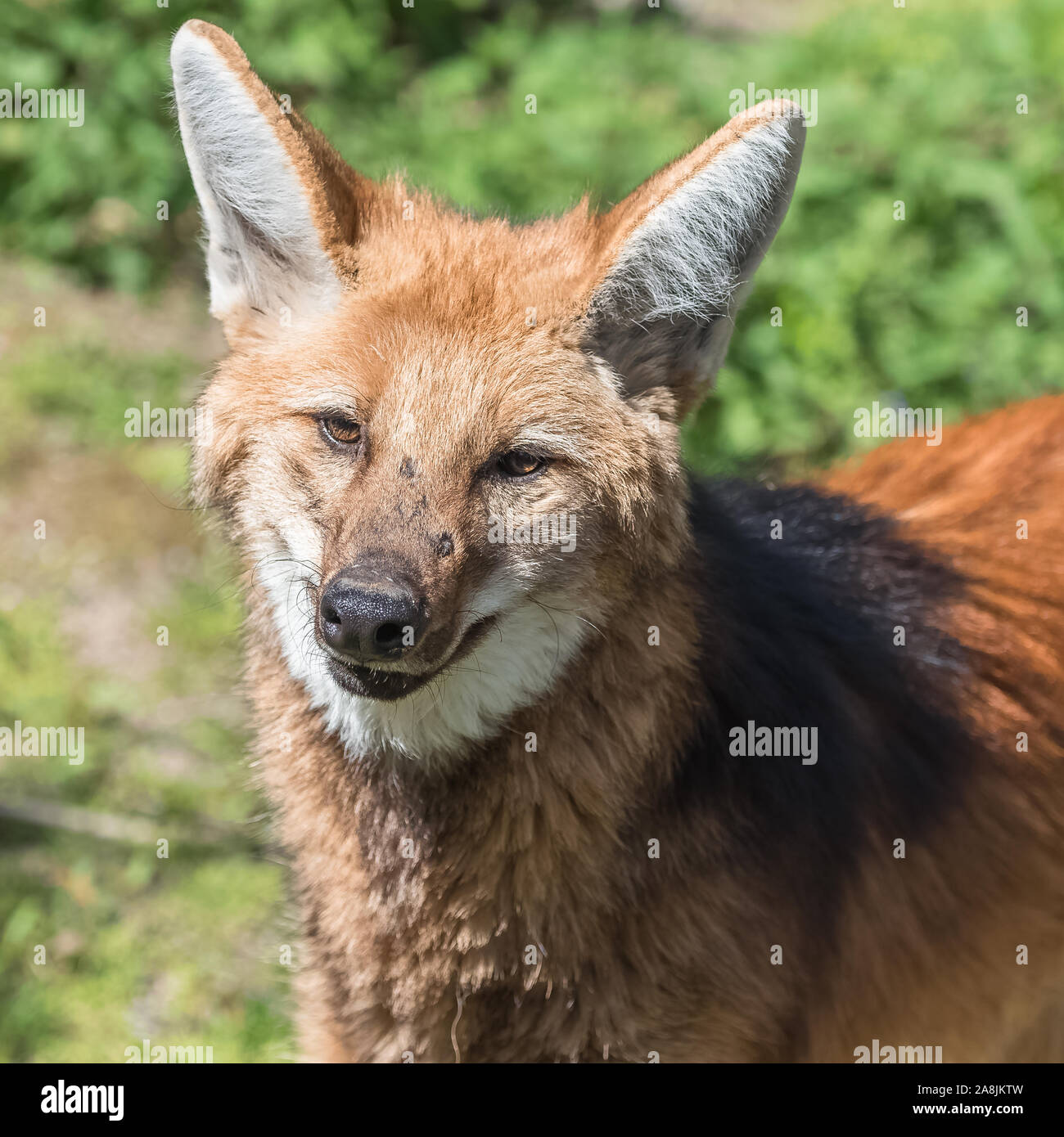 Red Maned Wolf Hi Res Stock Photography And Images Alamy